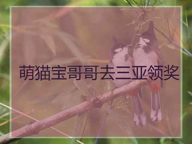 萌猫宝哥哥去三亚领奖