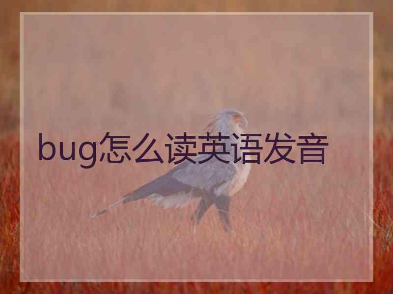 bug怎么读英语发音