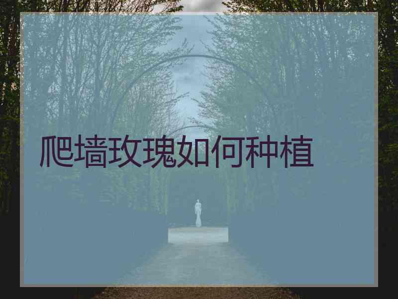 爬墙玫瑰如何种植