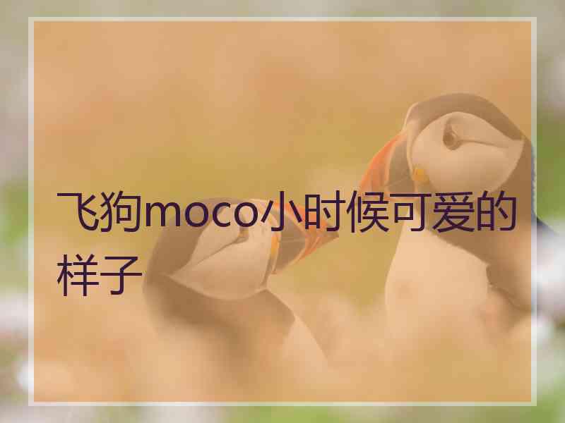 飞狗moco小时候可爱的样子