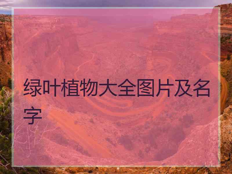 绿叶植物大全图片及名字