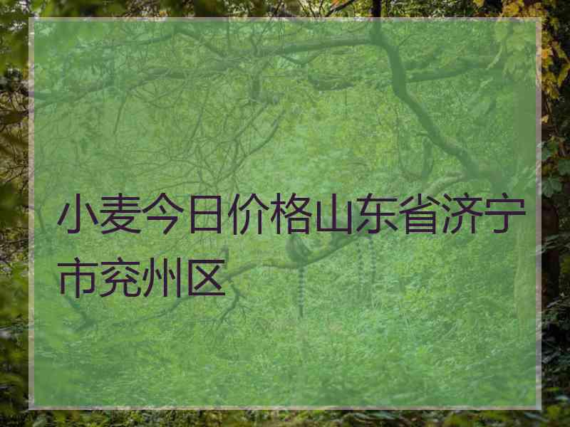 小麦今日价格山东省济宁市兖州区