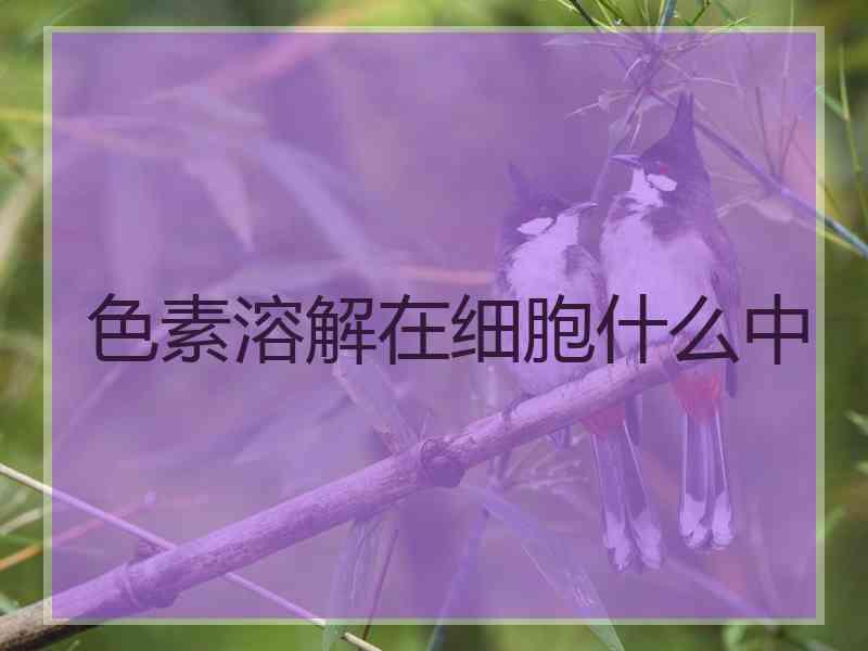 色素溶解在细胞什么中