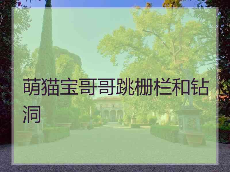 萌猫宝哥哥跳栅栏和钻洞