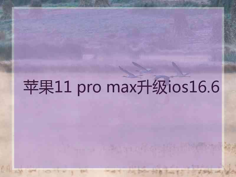 苹果11 pro max升级ios16.6