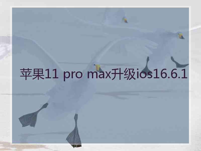 苹果11 pro max升级ios16.6.1