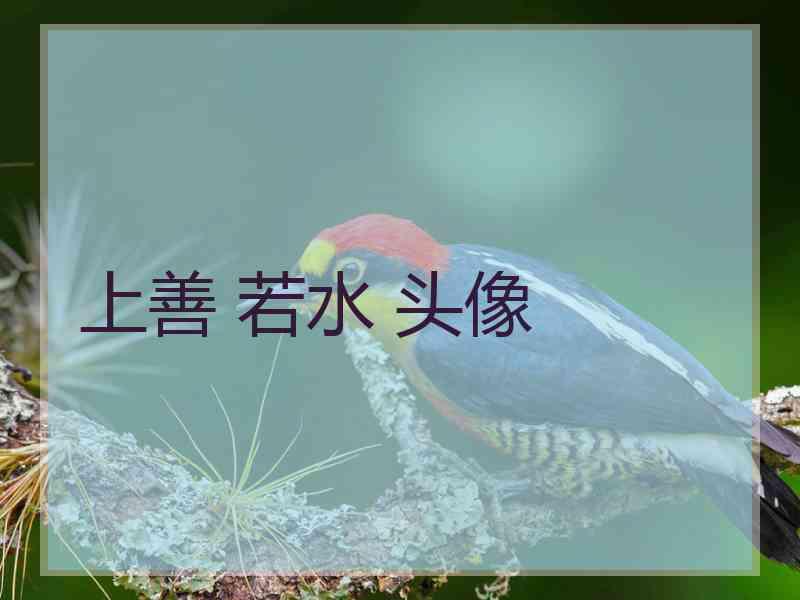 上善 若水 头像