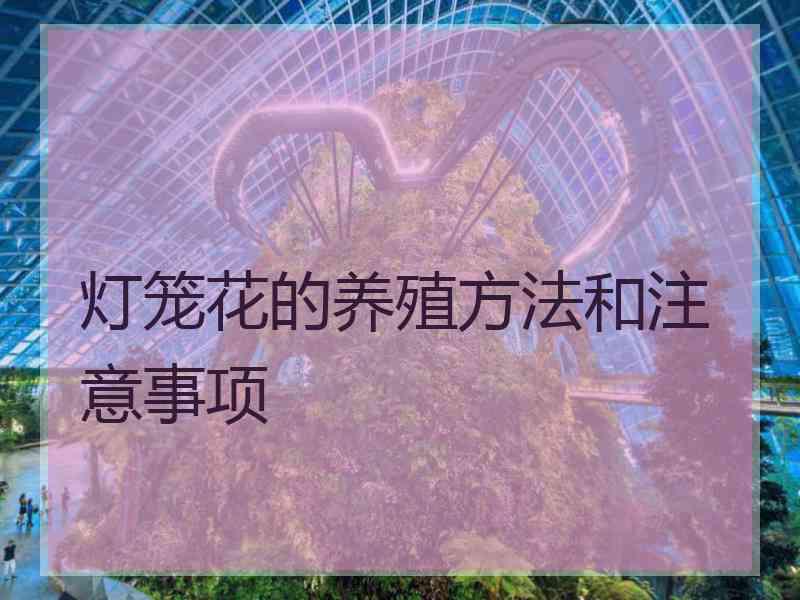 灯笼花的养殖方法和注意事项