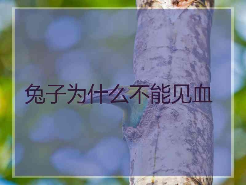 兔子为什么不能见血